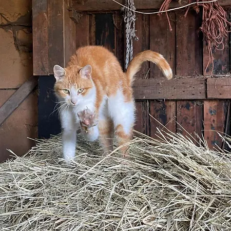 Weidmannsruh - Grosse Mit 3 Schlafzimmern Frauendorf (Oberspreewald-Lausitz)