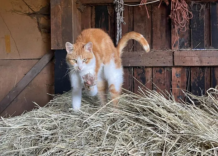 Weidmannsruh - Grosse Mit 3 Schlafzimmern Frauendorf (Oberspreewald-Lausitz)